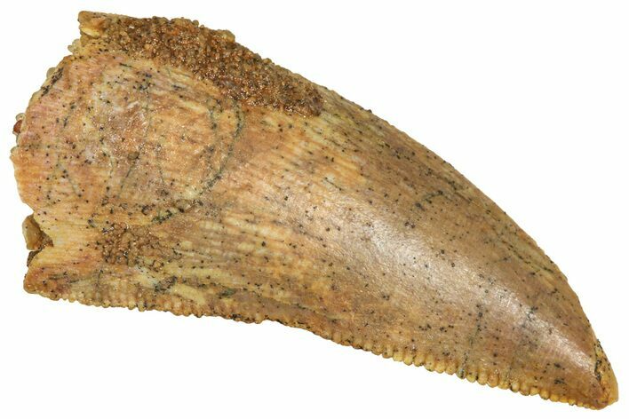 Serrated Raptor Tooth - Real Dinosaur Tooth #371460